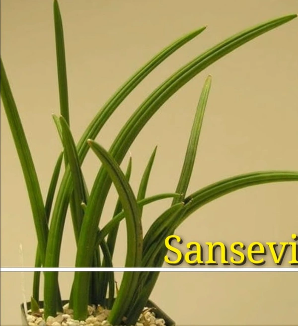 Sansevieria Canaliculate