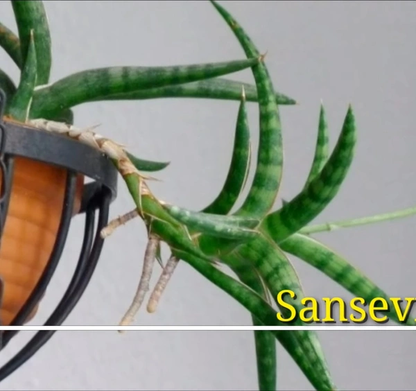 Sansevieria Ballyi