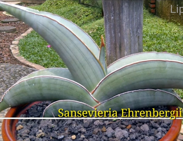 Sansevieria Ehrenbergii Banana