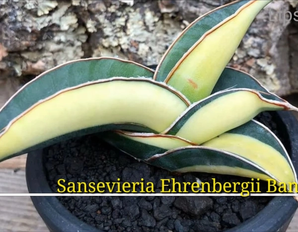 Sansevieria Ehrenbergii Banana Variegated