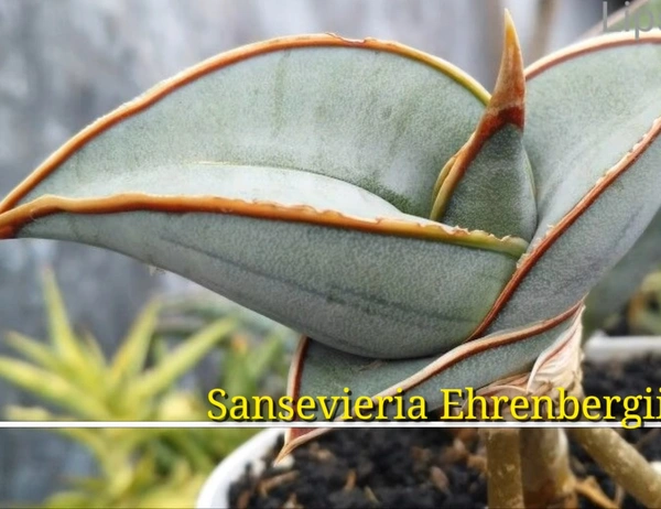 Sansevieria Ehrenbergii Banana Variegated New