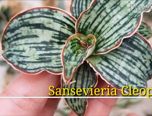 Sansevieria Cleopatra