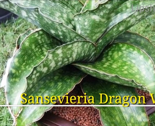 Sansevieria Dragon Wing