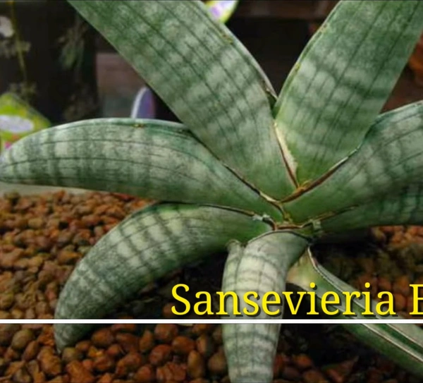 Sansevieria Eillensis