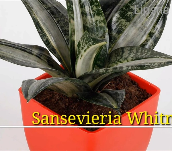 Sansevieria Whitney
