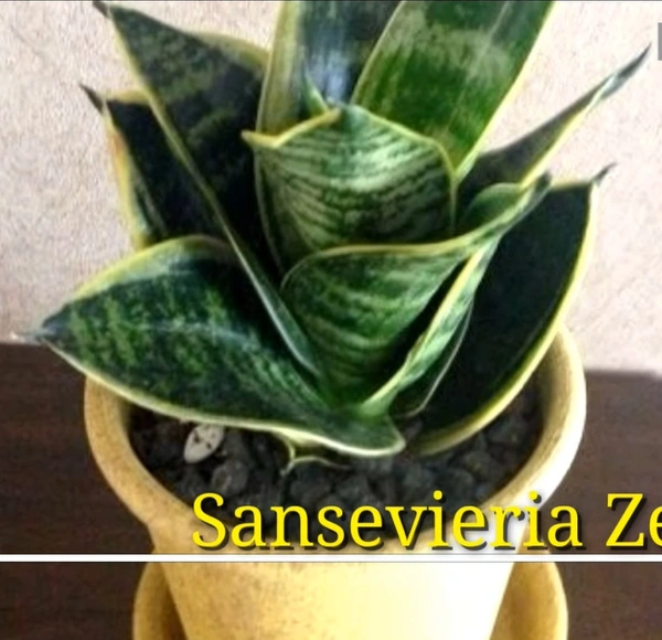 Sansevieria Zeylanica