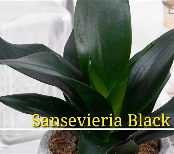 Sansevieria Black Dragon