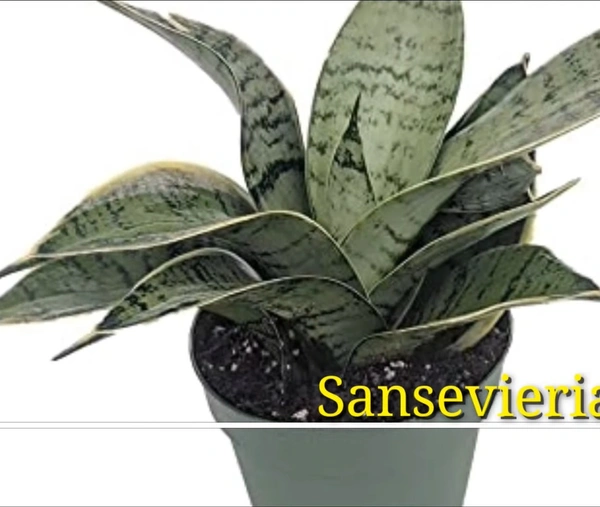 Sansevieria Starlite