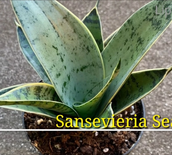 Sansevieria Seafoam