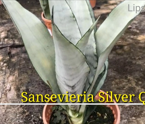 Sansevieria Silver Queen