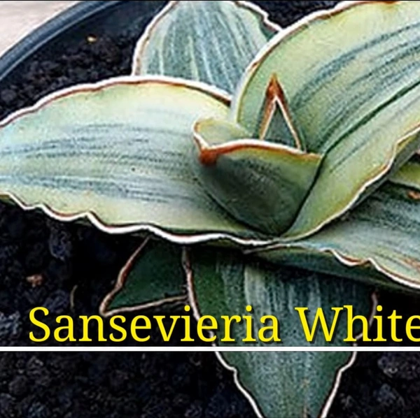 Sansevieria White Powellii