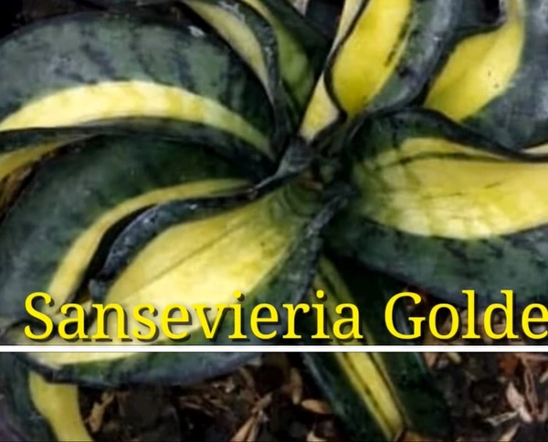 Sansevieria Golden Wendy