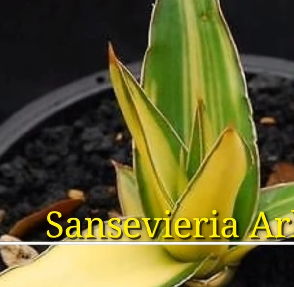 Sansevieria Arborescens