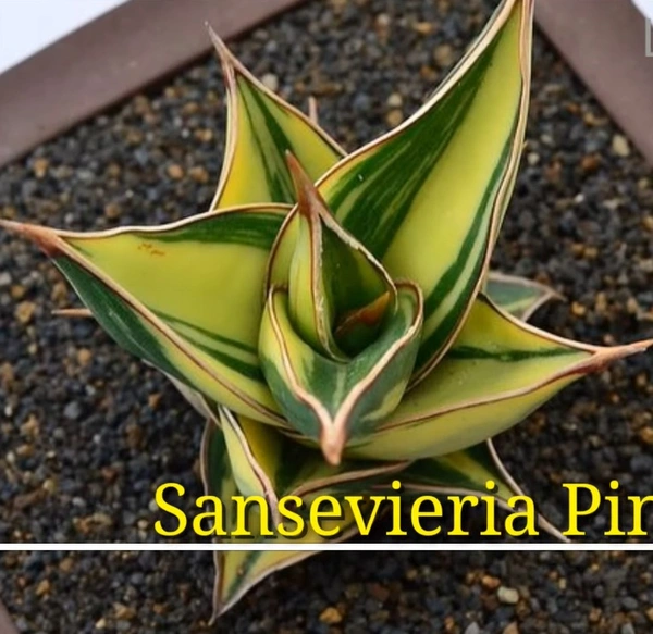 Sansevieria Pinguicula