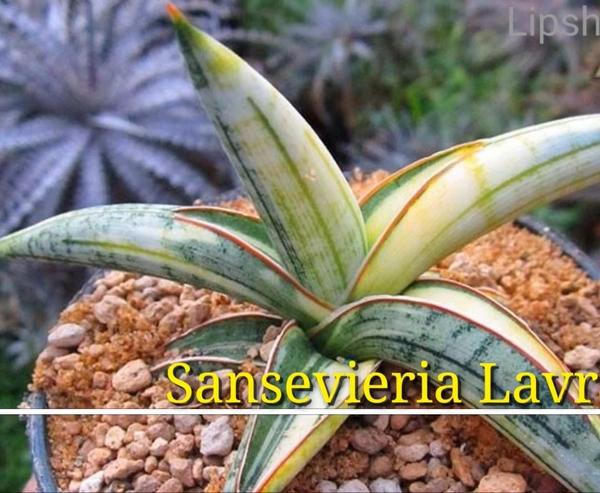 Sansevieria Lavranos