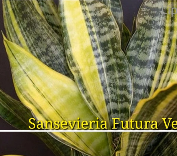 Sansevieria Futura Variegated
