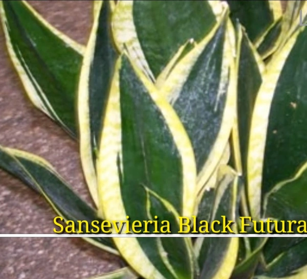 Sansevieria Black Futura Goldedge