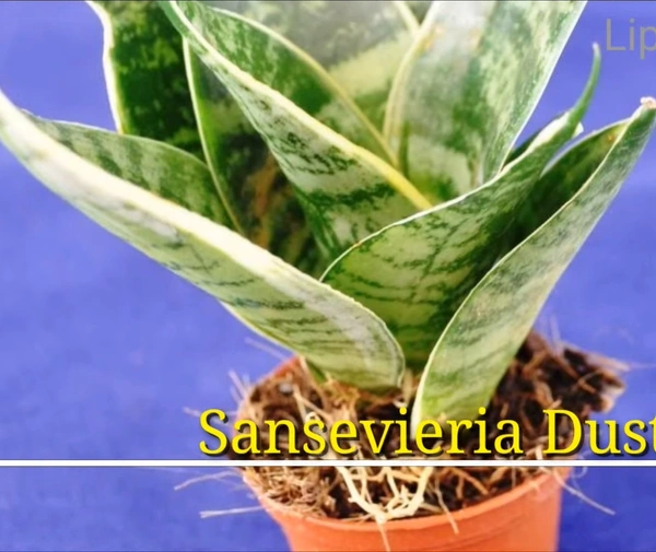Sansevieria Dusty Star
