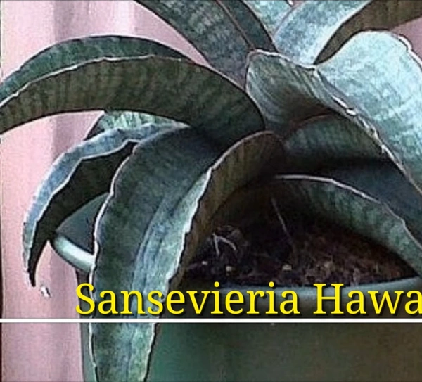 Sansevieria Hawaiian Star