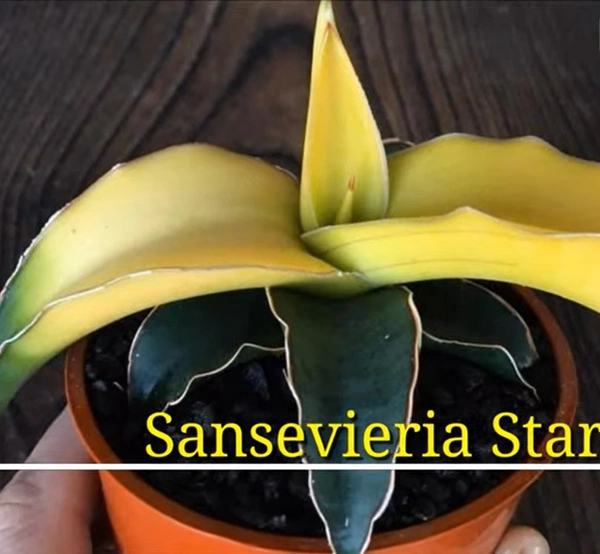 Sansevieria Star Canary