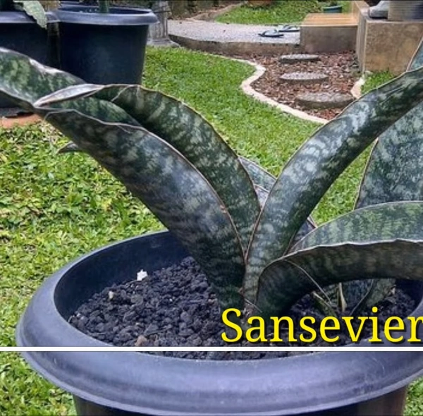 Sansevieria Nitida