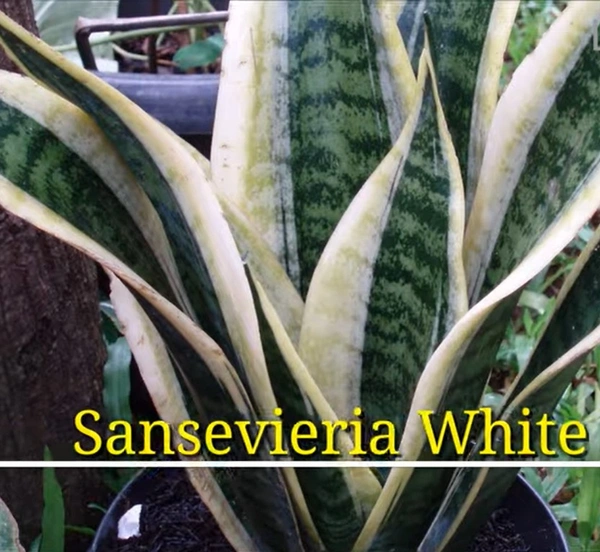 Sansevieria White Edging