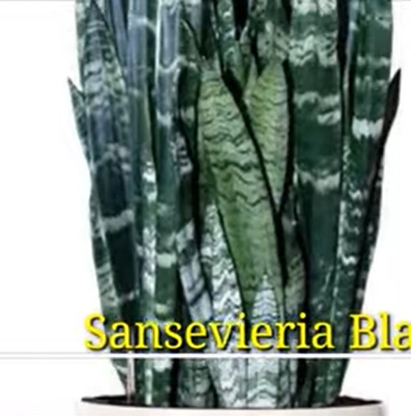 Sansevieria Black Coral
