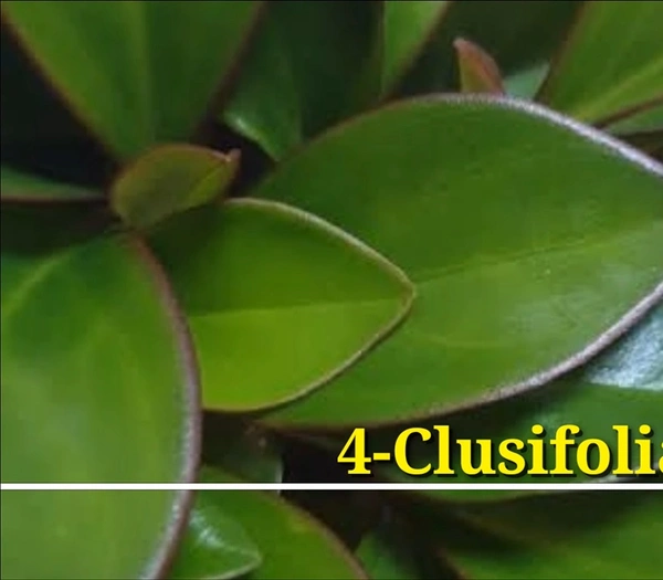 Peperomia Clusifolia Red Edge