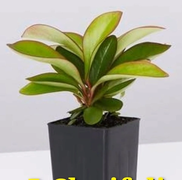 Peperomia Clusifolia Emarald