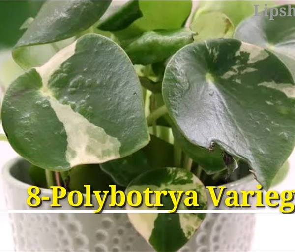 Peperomia Polybotrya Variegated (100 Pcs.)