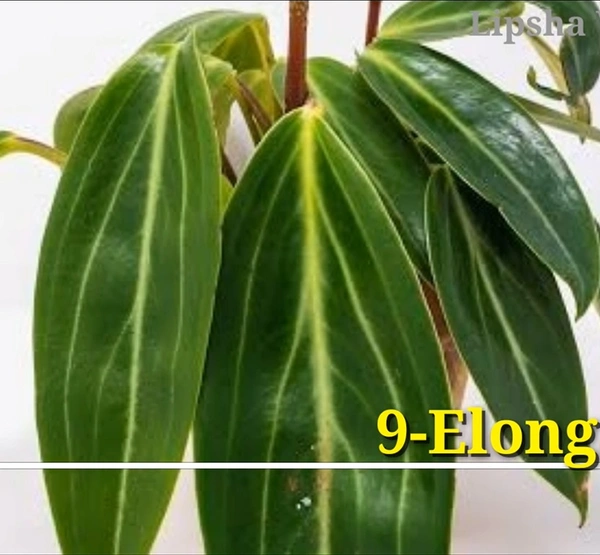 Peperomia Elongata