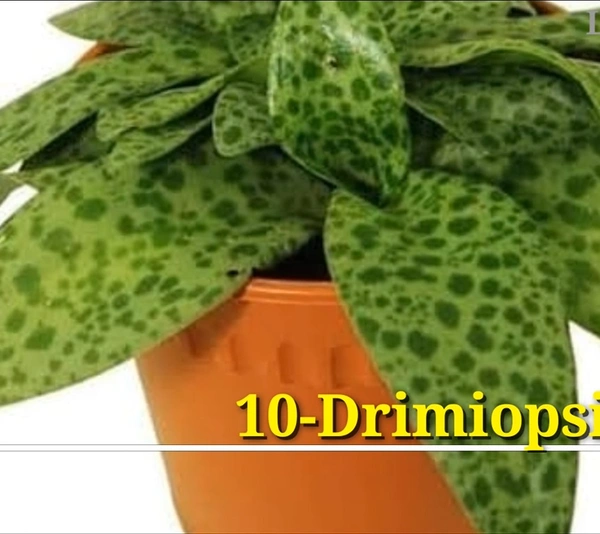 Peperomia Drimiopsis Kirki