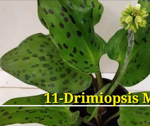 Peperomia Drimiopsis Maculata