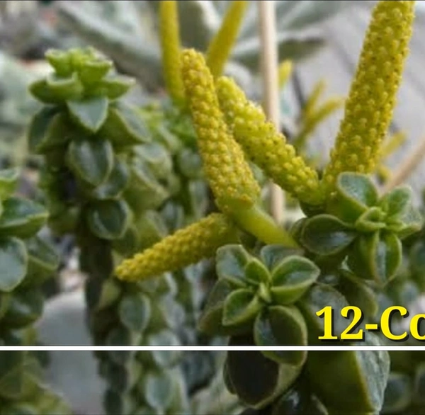 Peperomia Columella