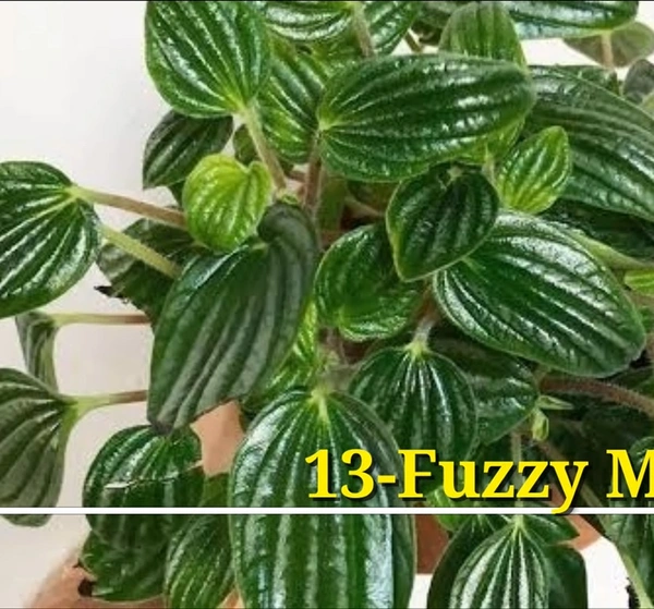 Peperomia Fuzzy Mystery