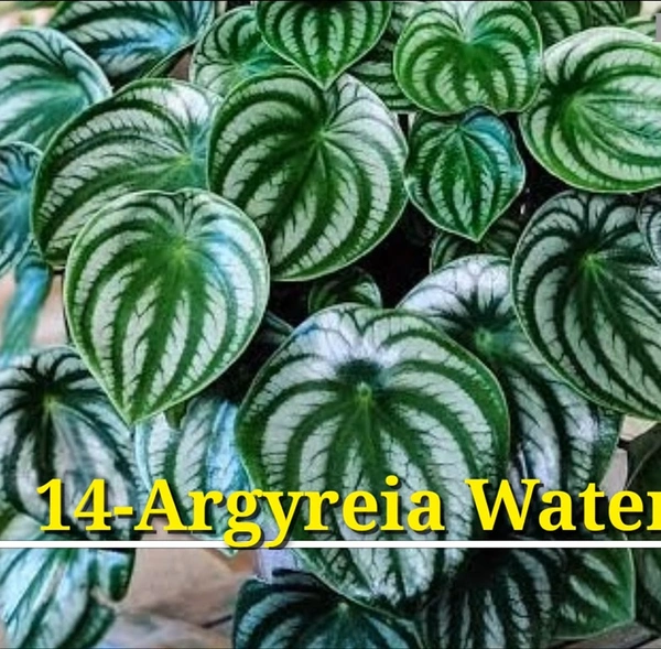 Peperomia Argyreia Watermelon
