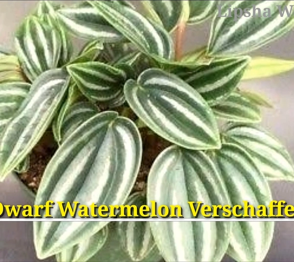 Peperomia Dwarf Watermelon Verschaffeltii