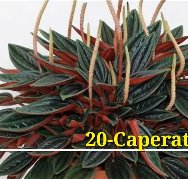 Peperomia Caperata Rosso