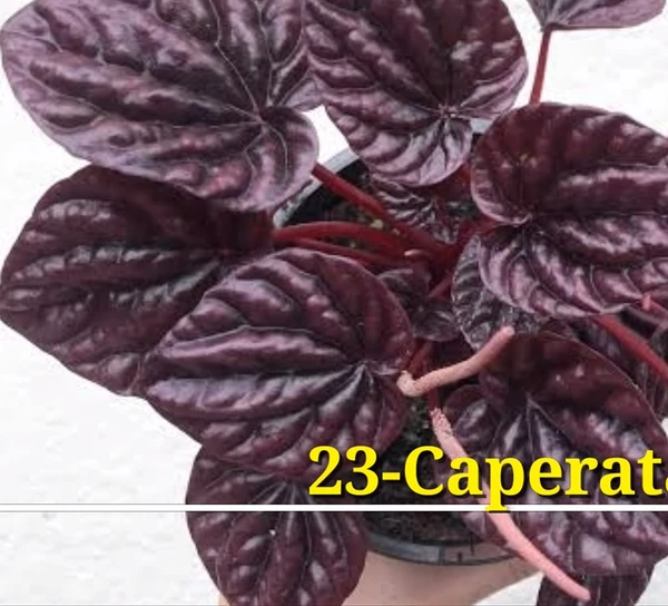 Peperomia Caperata Red Luna