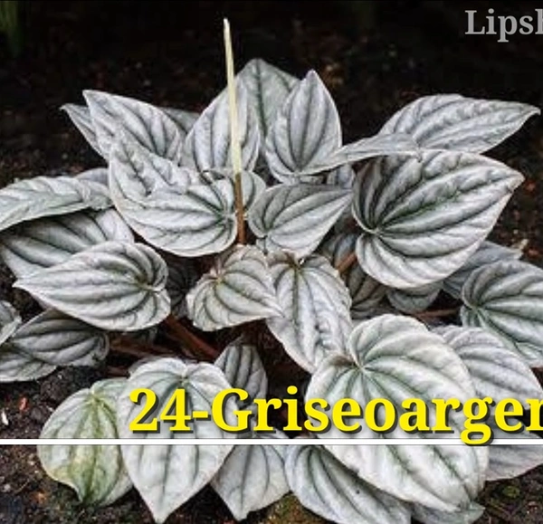 Peperomia Griseoargentea