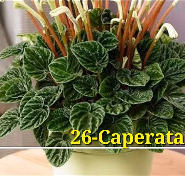 Peperomia Caperata Lilian Sapling (100 Pcs.)