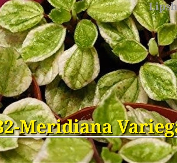 Peperomia Meridiana Variegated