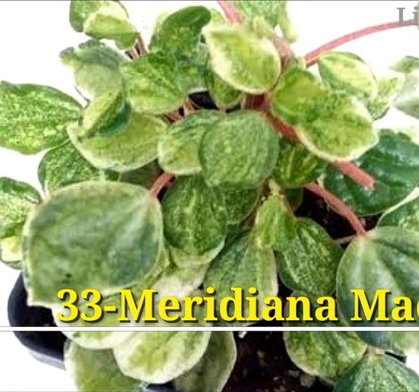 Peperomia Meridiana Maculata