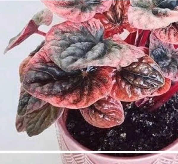 Peperomia Pink Lady