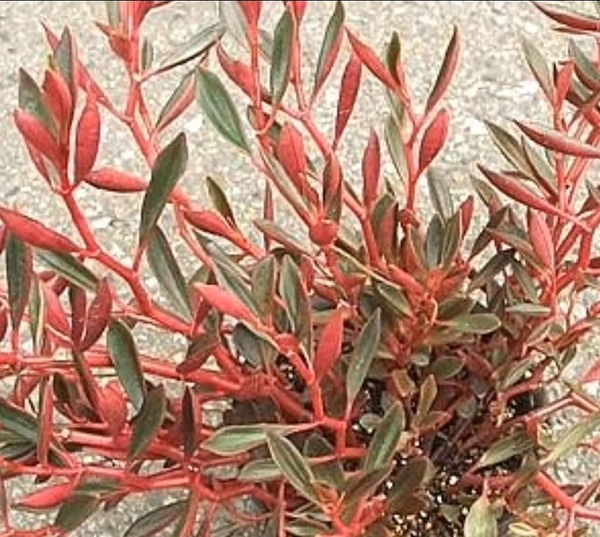 Peperomia Sincorana