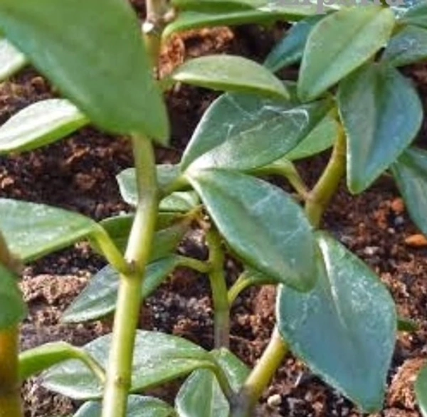 Peperomia Vinasiana