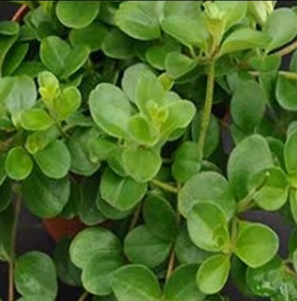 Peperomia Trifolia