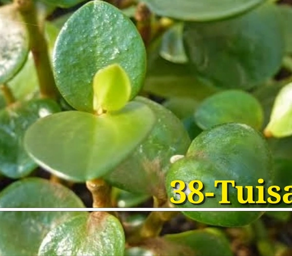 Peperomia Tuisana
