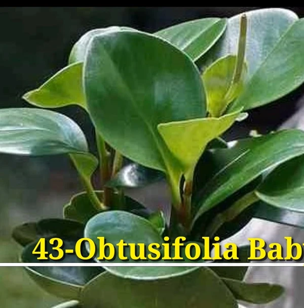 Peperomia Obtusifolia Baby Rubber (50 Pcs.)