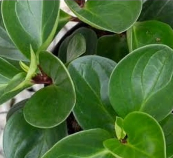 Peperomia Obtusifolia Red Canyon